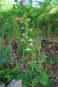 platanthera chlorantha